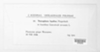 Thecaphora capsularum image